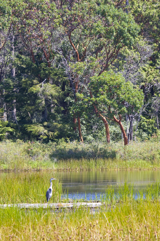 Great Blue Heron In Tidal Lagoon